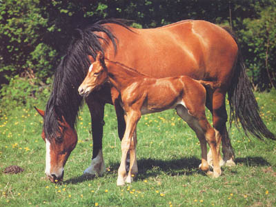 MARE & FOAL