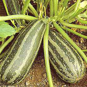 Unbranded Marrow Green Bush Seeds