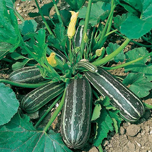 Unbranded Marrow Long Green Bush 3  Smallpak Seeds