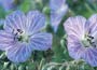   Pearl-grey, saucer-shaped summer flowers, dusted