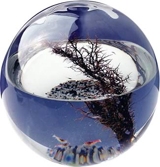 Medium Ecosphere