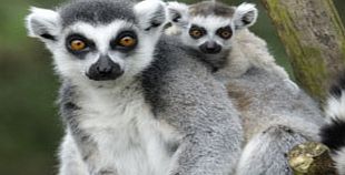 Unbranded Meet The Animals at Bristol Zoo including Entry