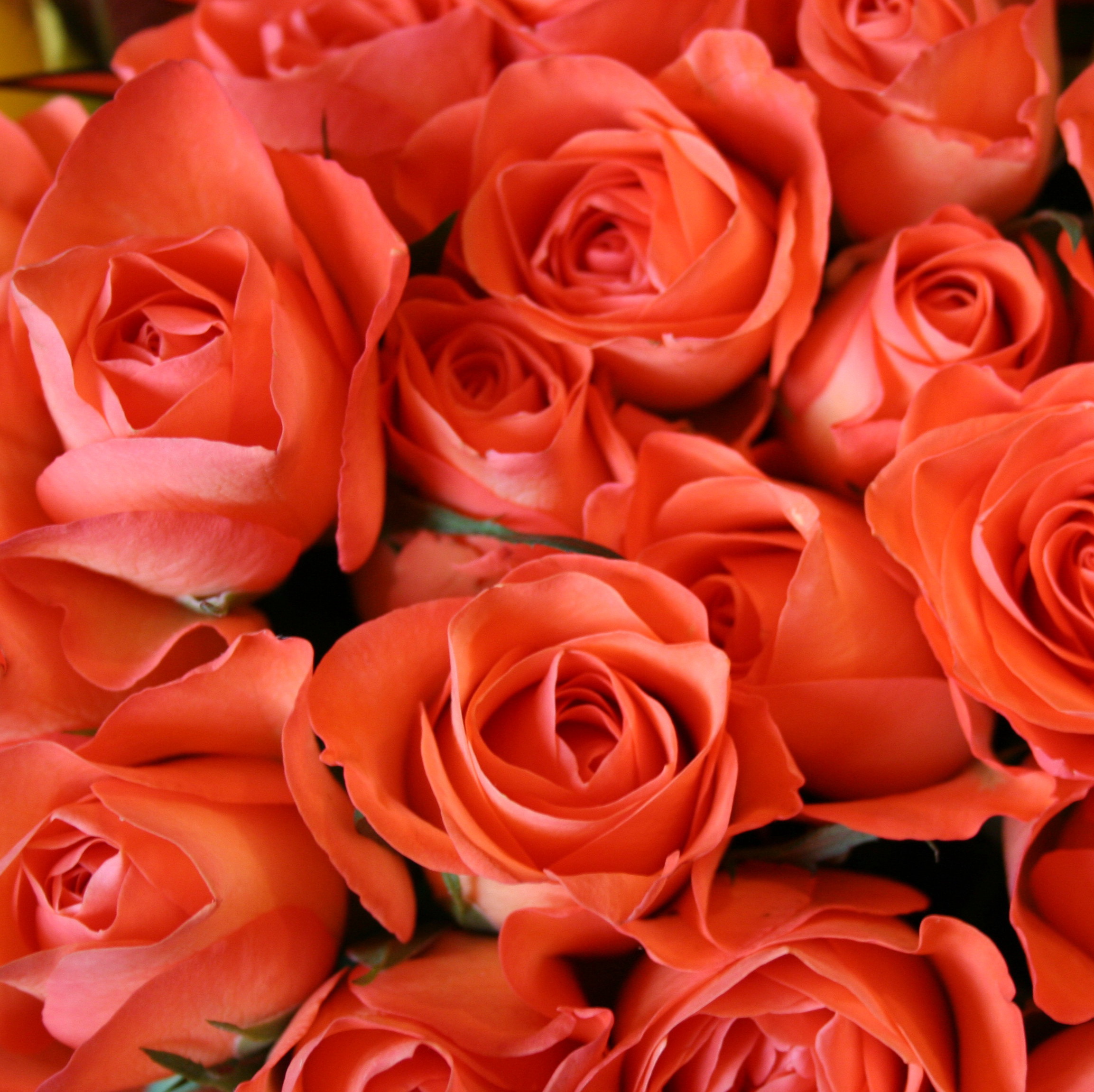 Unbranded Megabox - 50 Orange Roses