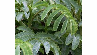 Handsome architectural evergreen for the herbaceous border in milder climates. Bluish green pinnate leaves and crimson tubular flowers. RHS Award of Garden Merit winner. Height 2-3m (6-10); spread 1-3m (3-10). Supplied in a 2-3 litre pot.EvergreenFro