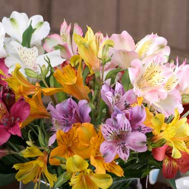 Unbranded Mixed Alstroemeria