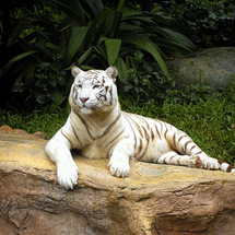 Morning at the Zoo with Jungle Breakfast - Adult