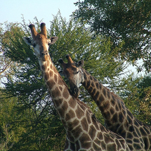 Unbranded Morning Kruger National Park Game Drive - Adult