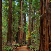 Unbranded Muir Woods and Sausalito from San Francisco -