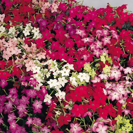 Unbranded Nicotiana Domino Mixed F1 Plants Packof 110