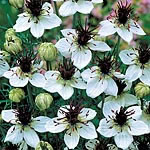 An award-winning  uniform-growing Nigella bearing extra large white flowers  up to 5cm (2``) in diam