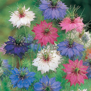 Mixture of white  pink  rose-red  mauve and purple shades. Pretty  delicate foliage  and flowers a l