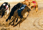 Night at the Dogs for Four