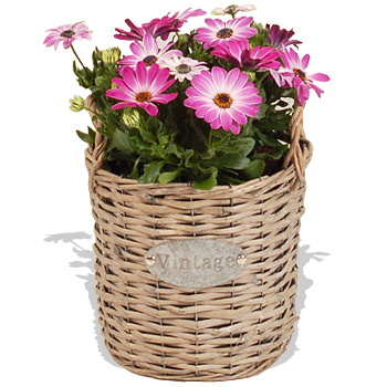 Unbranded Osteospermum Planter - flowers