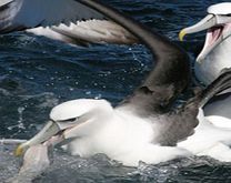 Unbranded Otago Peninsula Wildlife Tour - Child