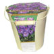 Outdoor Crocus Bulb Growing Kit