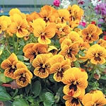 Unbranded Pansy Angel Tiger Eye F1 Seeds