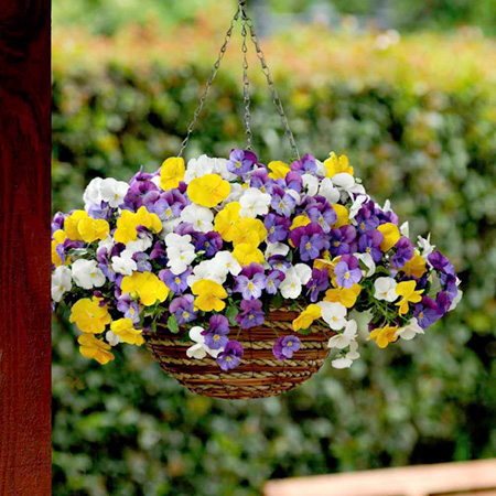 Unbranded Pansy Plentifall Mixed F1 Average Seeds 30