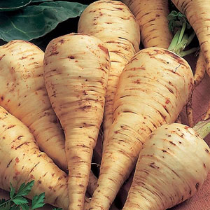 Unbranded Parsnip White Gem Seeds