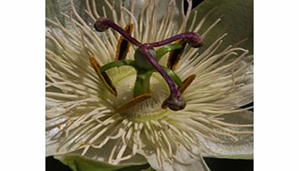 Striking creamy-white 7-10cm (3-4in) across with pale blue or white filaments. Hardy. RHS Award of Garden Merit winner. Height 10m (30) or more. Supplied in a 2-3 litre pot.Bowl-shapedClimberCreamEvergreenFertile moist well-drained soilBUY ANY 3 AND 