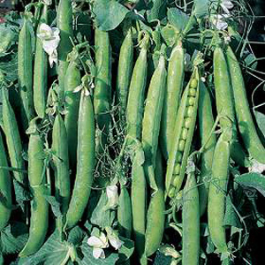 Unbranded Pea Canoe Seeds