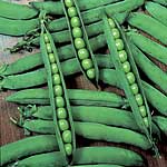 Unbranded Pea Hurst Green Shaft Seeds