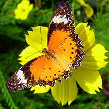 Penang Butterfly Farm and Spice Garden - Adult