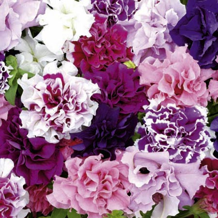 Unbranded Petunia Pirouette Mixed F1 Plants Pack of 20