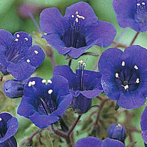 A summer flower of such vivid and startling colours. Canterbury Bell-like buds open fully to reveal 