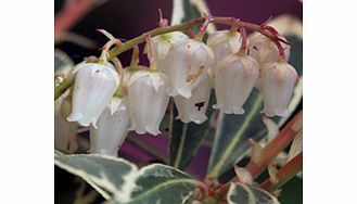 A very hardy variety with shiny chestnut-brown new shoots. RHS Award of Garden Merit winner. Height 1.2-3m (4-10); spread 2.5-3m (8-10). Supplied in a 2-3 litre pot.Acid lovingEvergreenFertile moist well-drained soilFull sunFully hardyBUY ANY 3 AND S