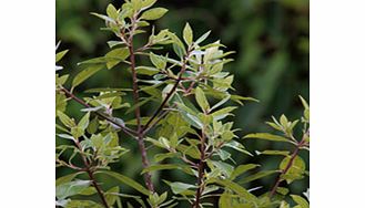 Deep gold foliage margined with green veining. A sport from p. Tenuifolium variegatum. Height 5-6m (15-20). Supplied in a 2-3 litre pot.EvergreenFertile moist well-drained soilFull sunFully hardyBUY ANY 3 AND SAVE 20.00! (Please note: Offer applies o