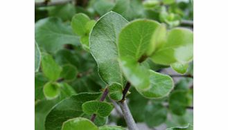 Individual leaves are wrinkled with a bluish tinge. Strong growing form. Height 4m (13); spread 2m (6). Supplied in a 2-3 litre pot.EvergreenFertile moist well-drained soilFull sunFully hardyPartial shadeBUY ANY 3 AND SAVE 20.00! (Please note: Offer 