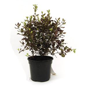 Unbranded Pittosporum tenuifolium Tom Thumb