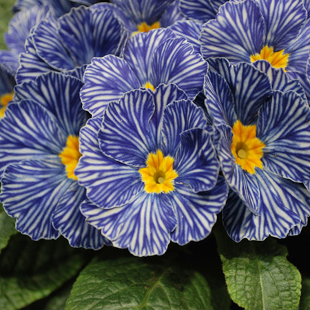 Unbranded Primrose Zebra Blue F1 Pack of 20 Easiplants