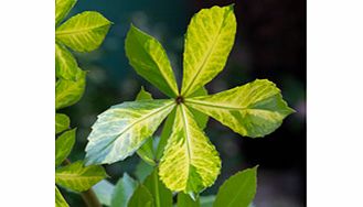 Striking foliage coloured cream and pink; best in semi-shade. Syn. Drimys colorata. Happiest in a sheltered border or woodland setting. Height 1m (3); spread 1.5m (5). Supplied in a 2-3 litre pot.Cup-shapedEvergreenFrost hardyMedium shrubBUY ANY 3 AN