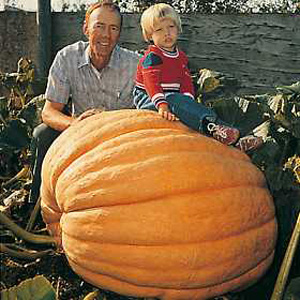 Unbranded Pumpkin Atlantic Giant Seeds