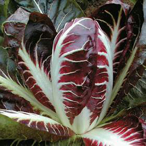 Unbranded Radicchio Treviso Precoce Seeds