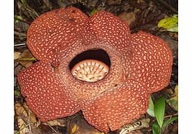 Head to Gunung Gading National Park for a unique opportunity to view the worlds largest plant.