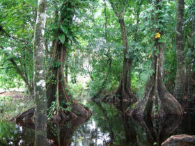 Rainforest expedition in Costa Rica