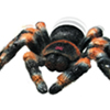 Unbranded RC Tarantula