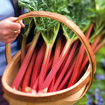 Unbranded Rhubarb Crowns - Tasters Collection