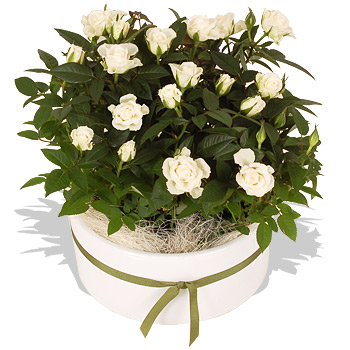 Unbranded Rose Bowl - flowers