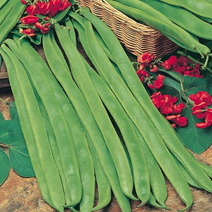 Unbranded Runner Bean Best of All Seeds