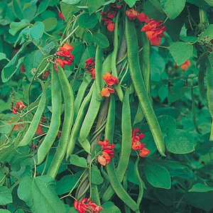 Unbranded Runner Bean Butler Seeds