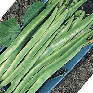 Unbranded Runner Bean Polestar