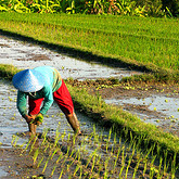 Unbranded Rural Charm of Bali with Lunch - Adult