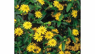Unbranded Sanvitalia Aztec Gold Plants
