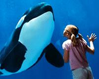 SeaWorld 1 Day Pass - 2nd Visit Free Adult Ticket