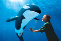 Seaworld Orlando 1 Day Ticket