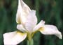   Beautiful, pure white flowers with rounded, flar