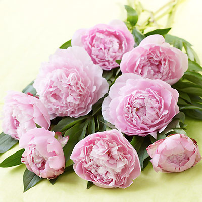 Unbranded simply Interflora - British Peonies